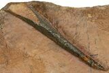 Uncommon Pseudocryphaeus (Cryphina) Trilobite - Lghaft, Morocco #382858-5
